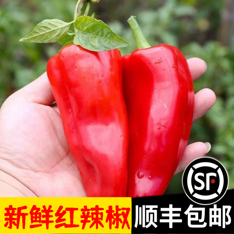 辰实【顺丰】山东大红辣椒 新鲜现摘红辣椒大红泡椒 5斤