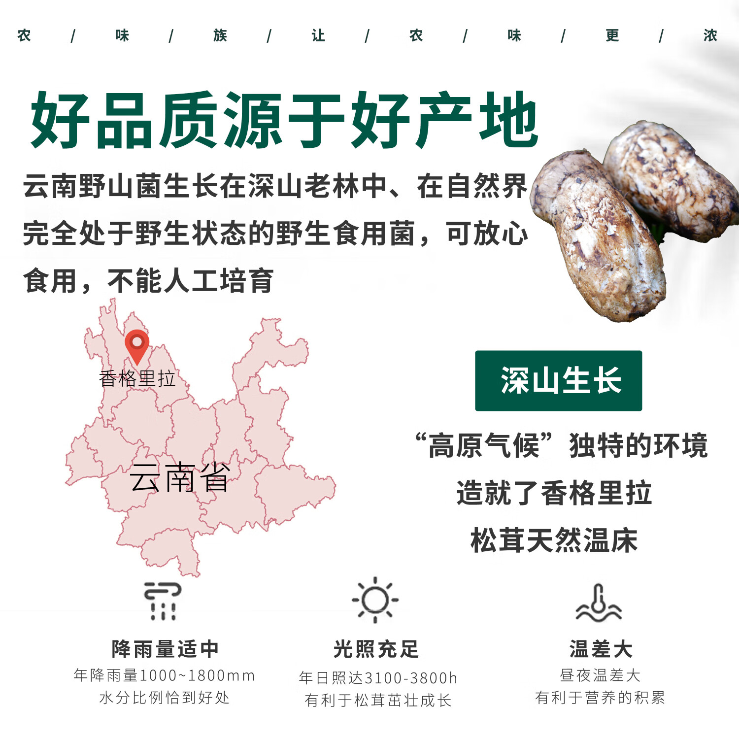 农味族2025年云南香格里拉新鲜野生菌松茸菌顺丰包邮出口级不开伞 精品级(7-9cm)店长推荐 1000g