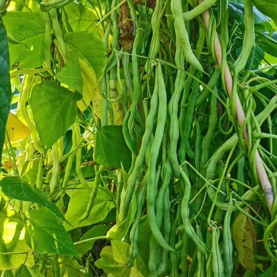 红玉架豆王豆角种子早熟速生长无纤维品质优无筋四季豆高产大田种