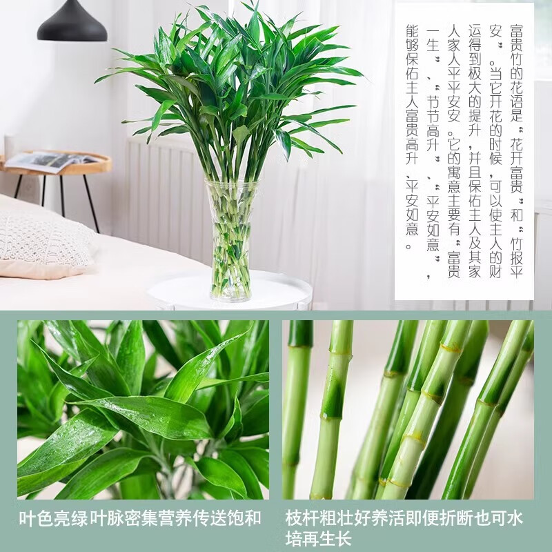 清洁MDS 富贵竹72cm(16根) 水培富贵竹绿植