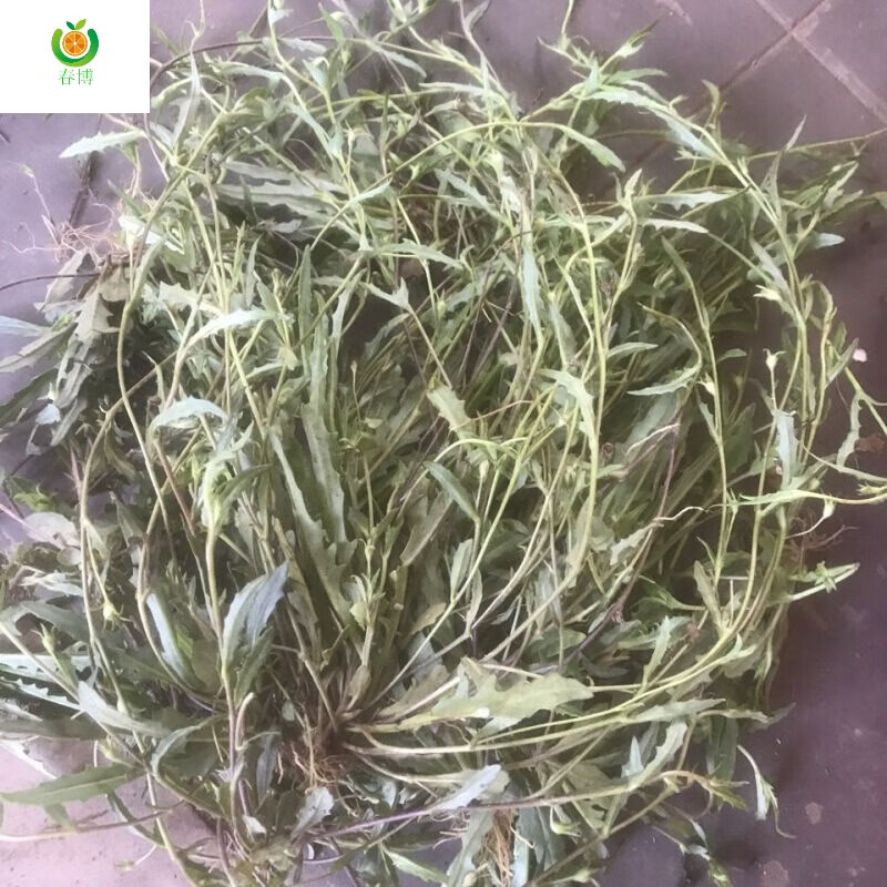 通血草脉门草民间草药野生通脉草午时香脉草香草通穴草散血草干货 200