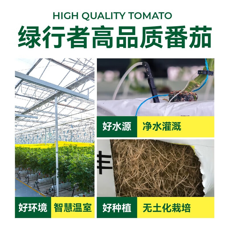 绿行者（GREER）老味道番茄沙瓤生吃番茄 自然熟新鲜西红柿水果蔬菜 粉番茄 山东 粉番茄 3斤 （实惠中果）