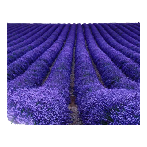 ޹�²�������Ҷ������˹�����ļ���ͥԺ�����̨������������ ޹�²�����/��Լ500�� 5�� 4.66Ԫ