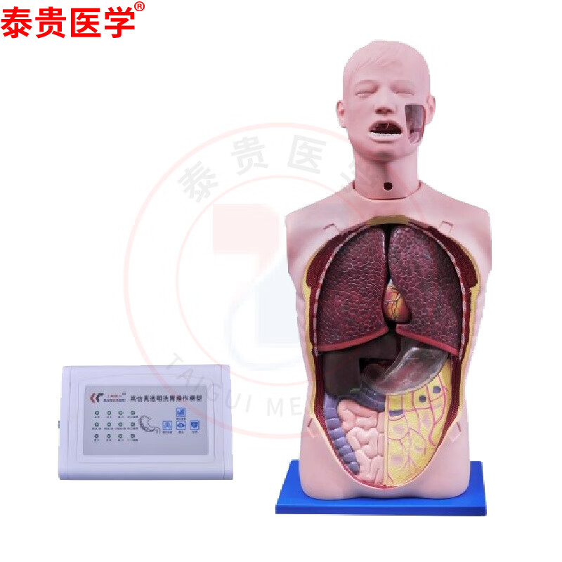 多功能透明洗胃训练模型 洗胃术胃肠减压多功能护理模型双气囊三腔管