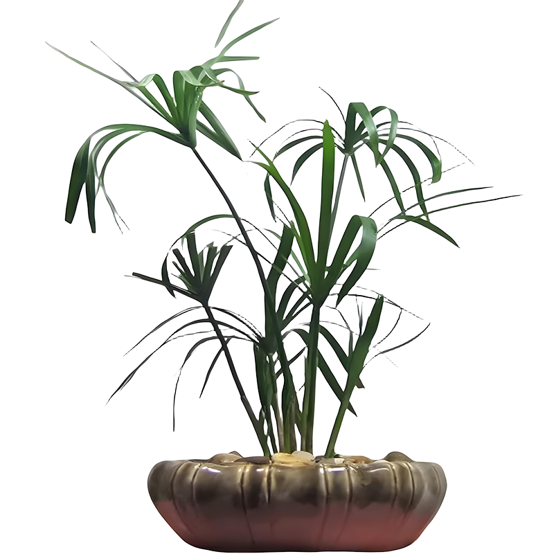 水竹旱伞草水生植鱼池塘造景绿化客厅庭院阳台净化水质盆栽风车草 水竹 20-25厘米高【10株】 不含盆