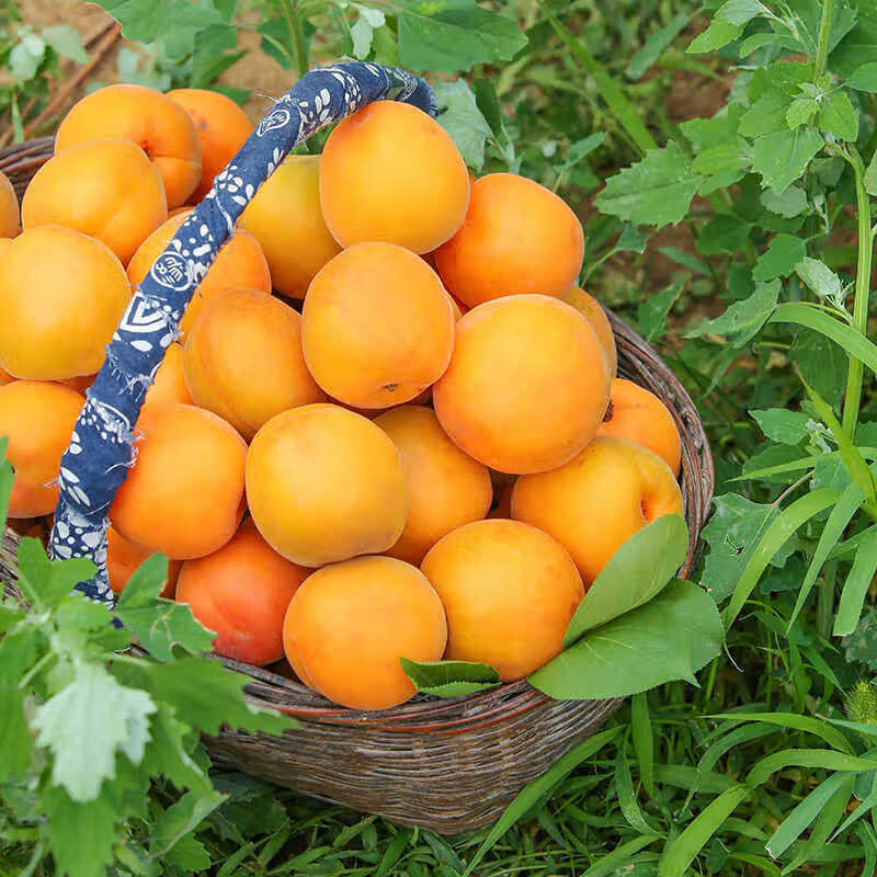 京世泽 陕西金太阳大黄杏 酸甜大杏子 时令水果 超值体验 净重3斤