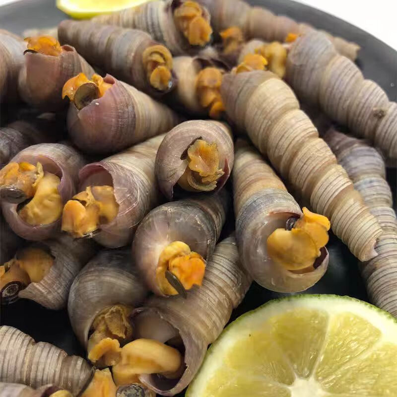 钉螺新鲜鲜活去尾钉螺鲜活钉螺贝类螺类海鲜海瓜子海螺丝烧烤批发