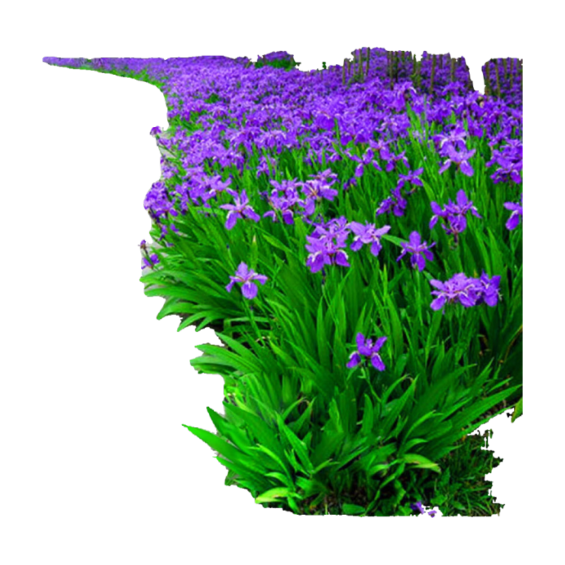 β ͥԺ԰ֲβݱԶ β磺30  34Ԫ2(17Ԫ/)