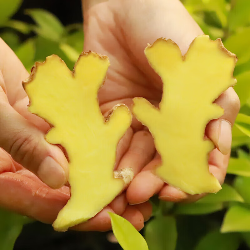 果食鲜丰正宗云南小黄姜生姜新鲜蔬菜农家自种 净重3斤