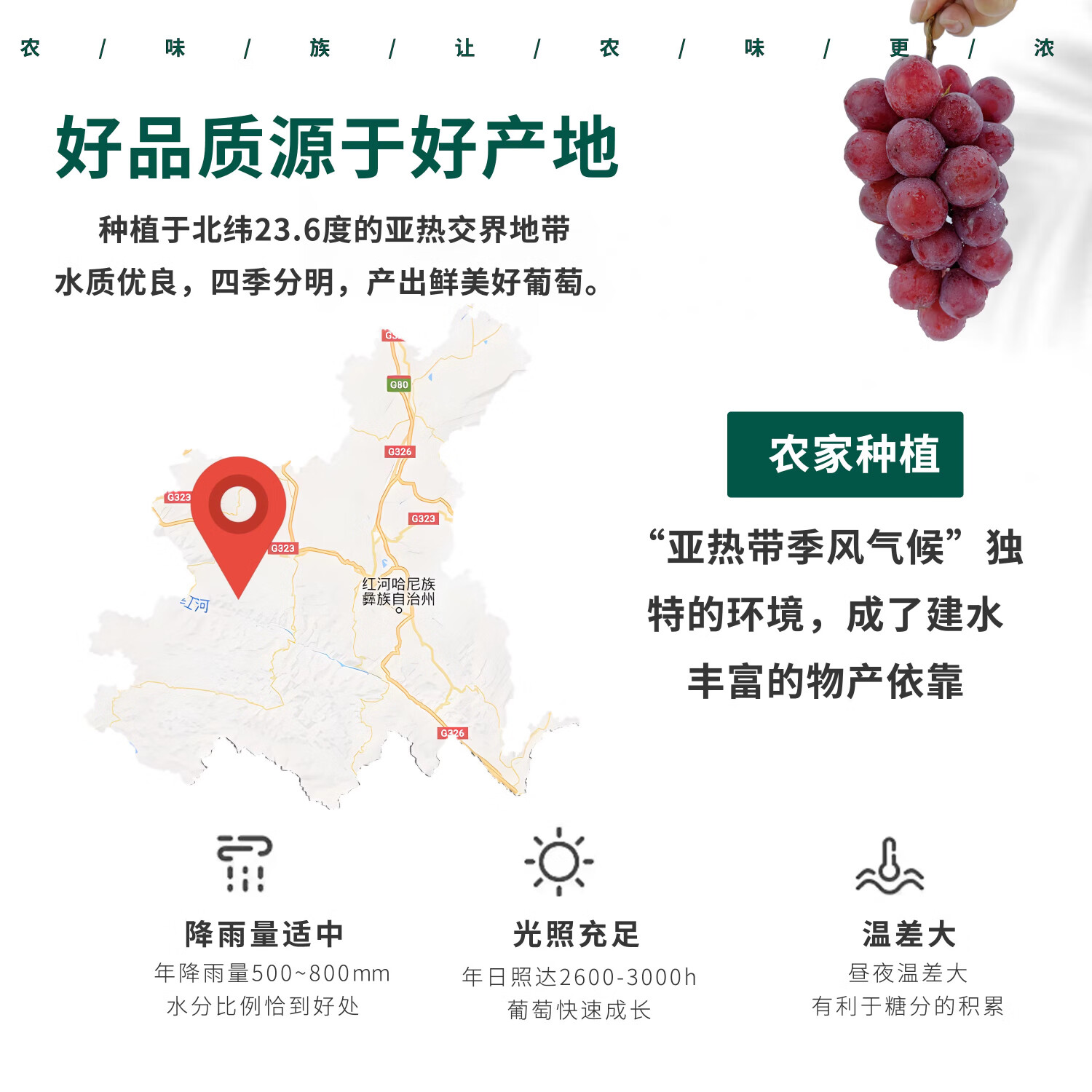 农味族云南妮娜皇后礼盒装邮政空运红提孕妇当季新鲜水果酒香纯甜整箱 4斤(单果15g+)礼盒装顺丰空运