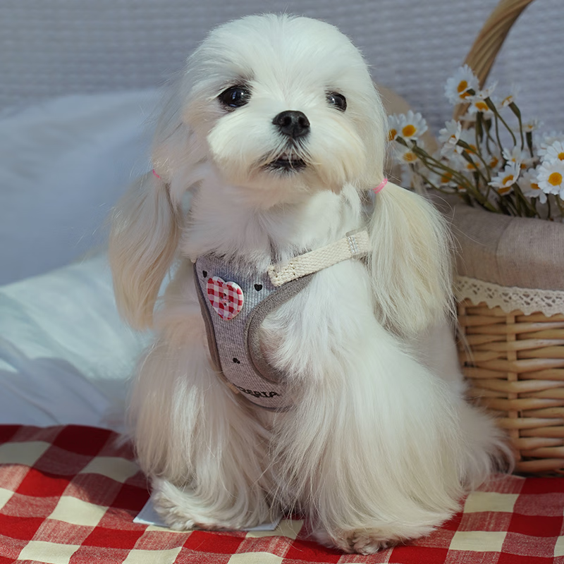 AZERIA小型犬牵引绳1-3斤日本进口胸背带棉质户外比熊泰迪遛狗绳可调节 格雷灰-套装（胸背+牵引绳） S：胸围40-54cm【建议8-15斤】