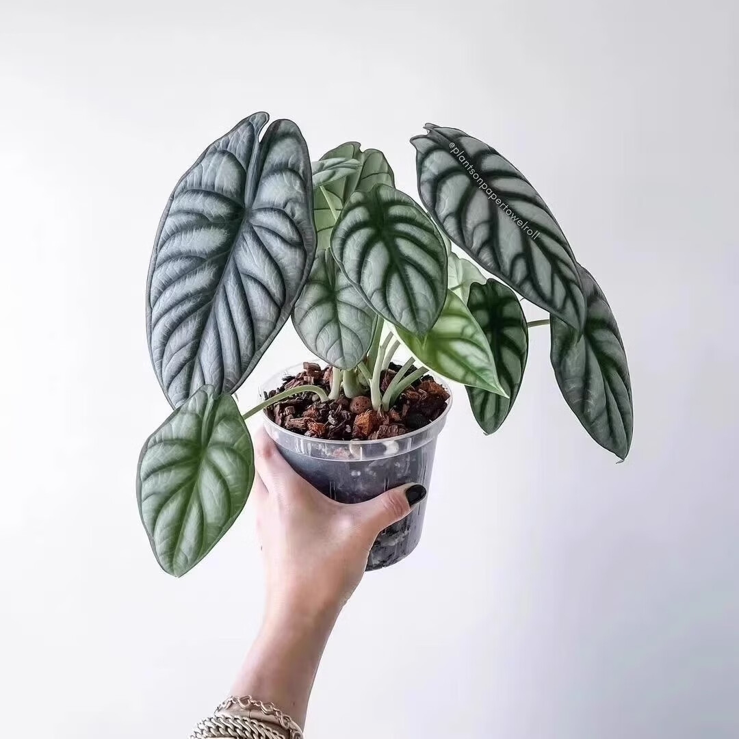 歐芽彩葉芋盆栽種球粉彩色飛濺海芋綠植白色戀人室內(nèi)芋類水培植物花卉 白犀牛海芋【可水培/土培】