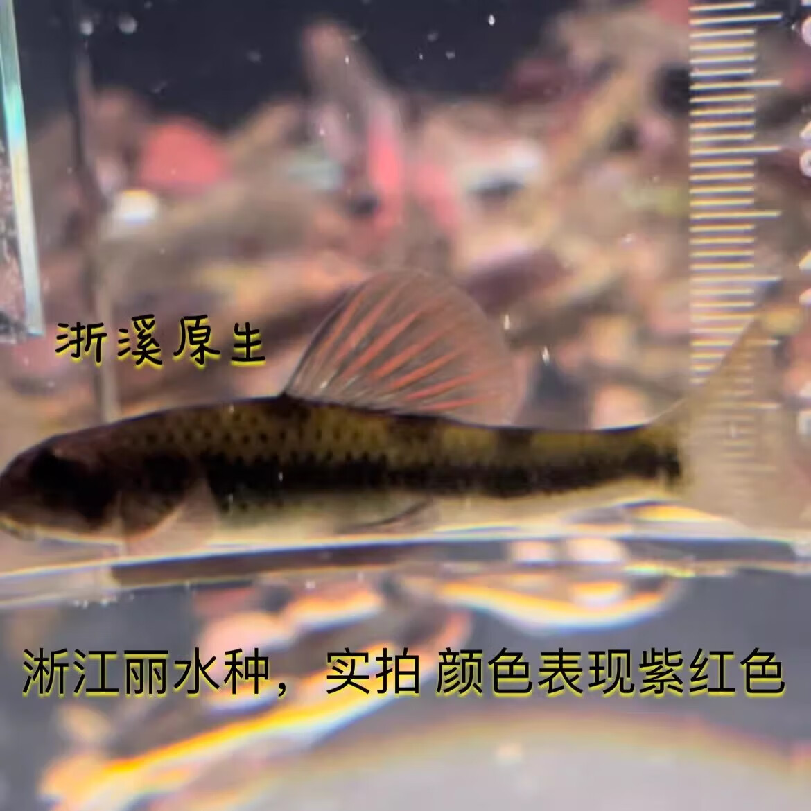 建德小鳔鮈鱼原生观赏鱼冷水淡水鱼金苔鼠清道夫清洁鱼除藻工具鱼 7