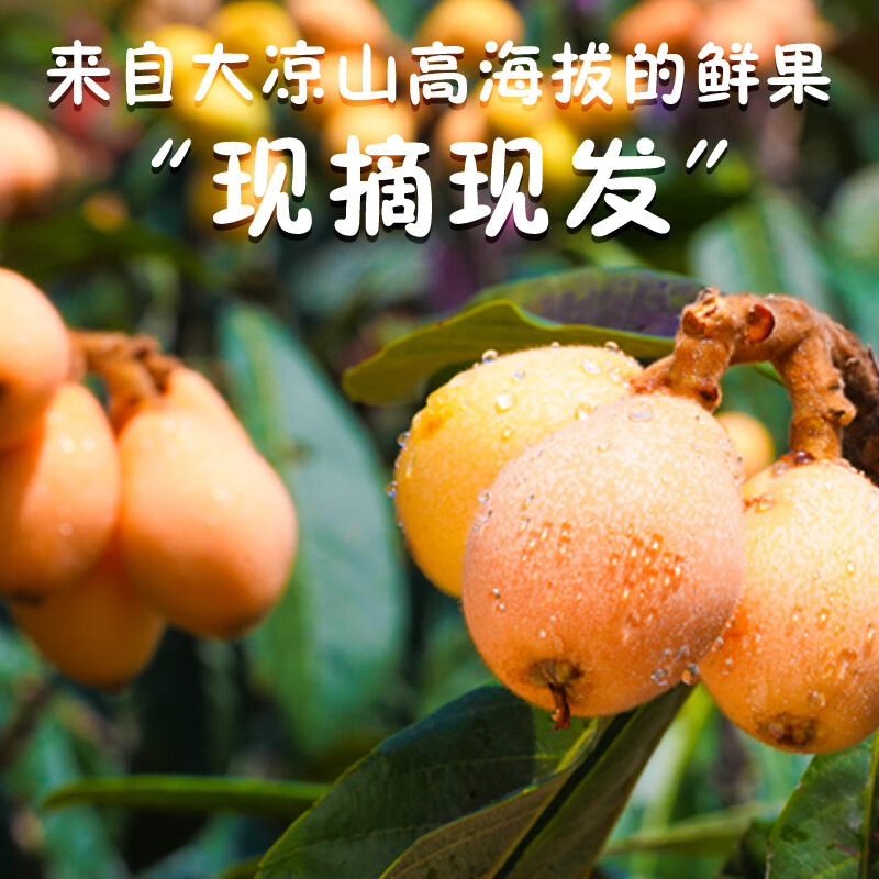 异果恋攀枝花米易枇杷大五星枇杷【JD】时令新鲜水果甜枇杷礼盒装送礼 彩箱净重1.2斤（单果20g+）