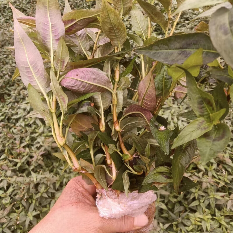 云南香柳苗香蓼保湿发货配料盆栽可食用蓼草食用新鲜鱼生草香辣 三十