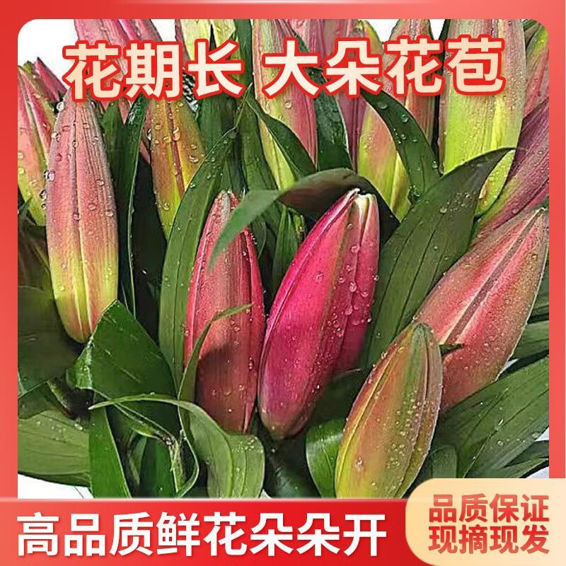 禾之润香水百合花鲜花云南昆明基地直发批鲜切家用水养插花 大头红美人香水百合15朵 关注店铺送进口营养液
