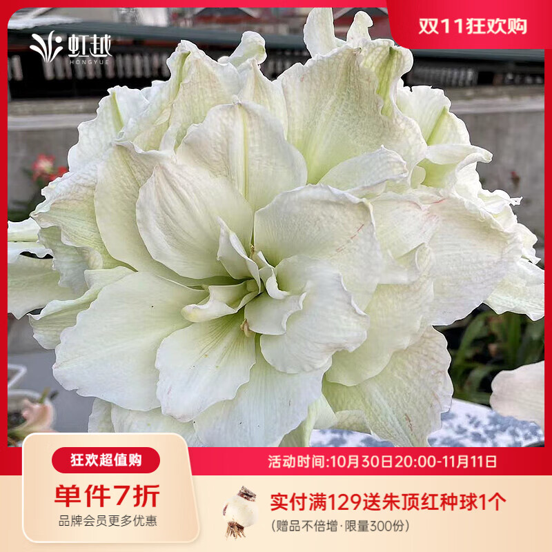 虹越(HONGYUE)進(jìn)口朱頂紅裸球 荷蘭朱頂紅大球多年生球根花卉 【進(jìn)口球】極地麗人(26/28)