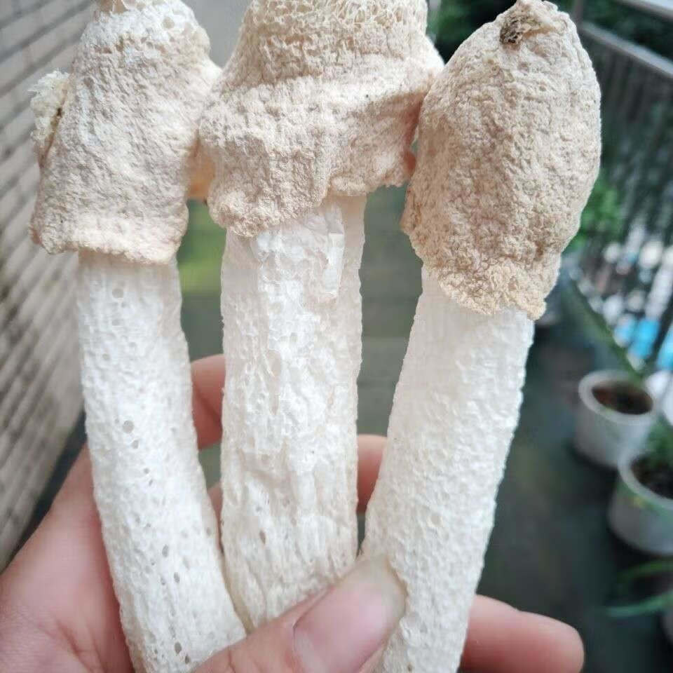 短裙竹笙净重食用菌正宗竹荪菌菇土特产煲汤火锅料 特级短裙竹荪50克