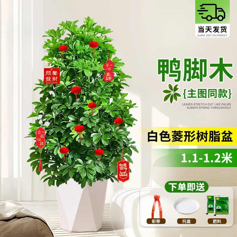 ڲֲ Ѽľֲڿ 1-1.2Ѽľʯ衿 53Ԫ