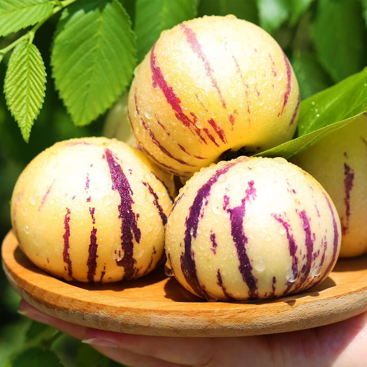 正宗云南人参果圆果树上熟人生果新鲜水果当季孕妇新鲜大果整箱 精选5斤装【单果70-90g】净重4.5斤