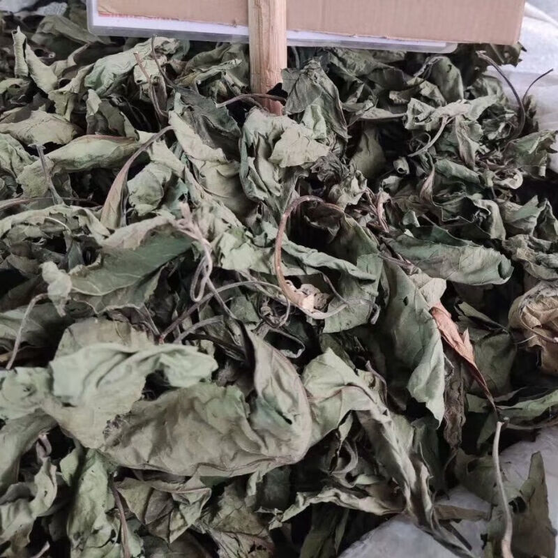 慈药山南非叶广西南非特级叶将军叶正宗叶五指新鲜晒干清热 精选南非叶 100克体验装