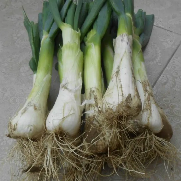 鸡腿葱新鲜大葱河北特产农家自种大头葱甜葱生吃蘸酱葱花饼好吃 5斤【这个季节有黄叶】