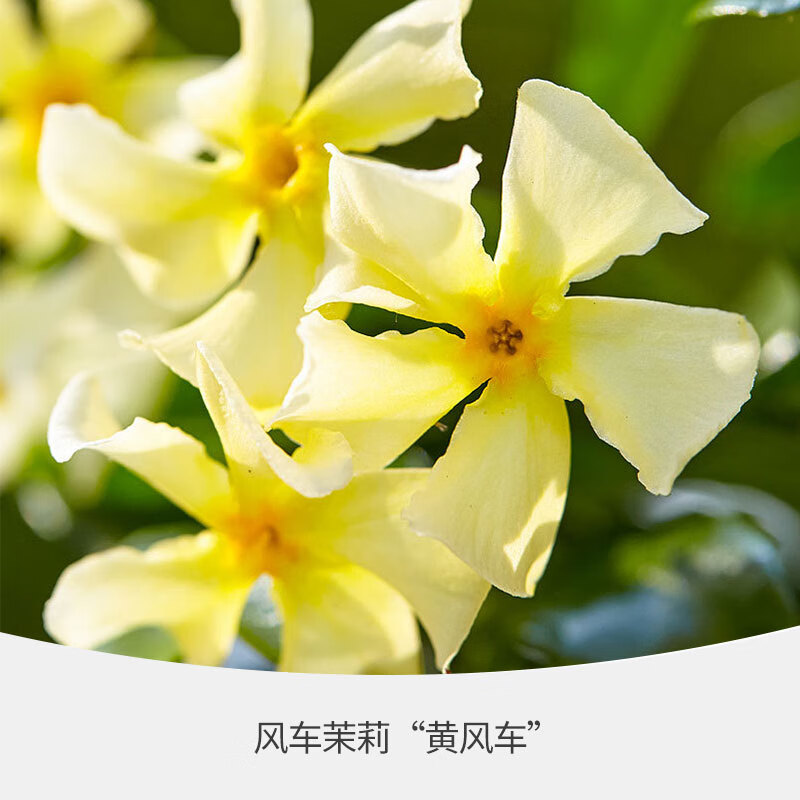 虹越（HONGYUE）風車茉莉爬藤植物陽臺庭院虹越懶人植物常綠濃香花卉粉色絡(luò)石藤 黃風車P11盆栽多季開花 帶盆栽好