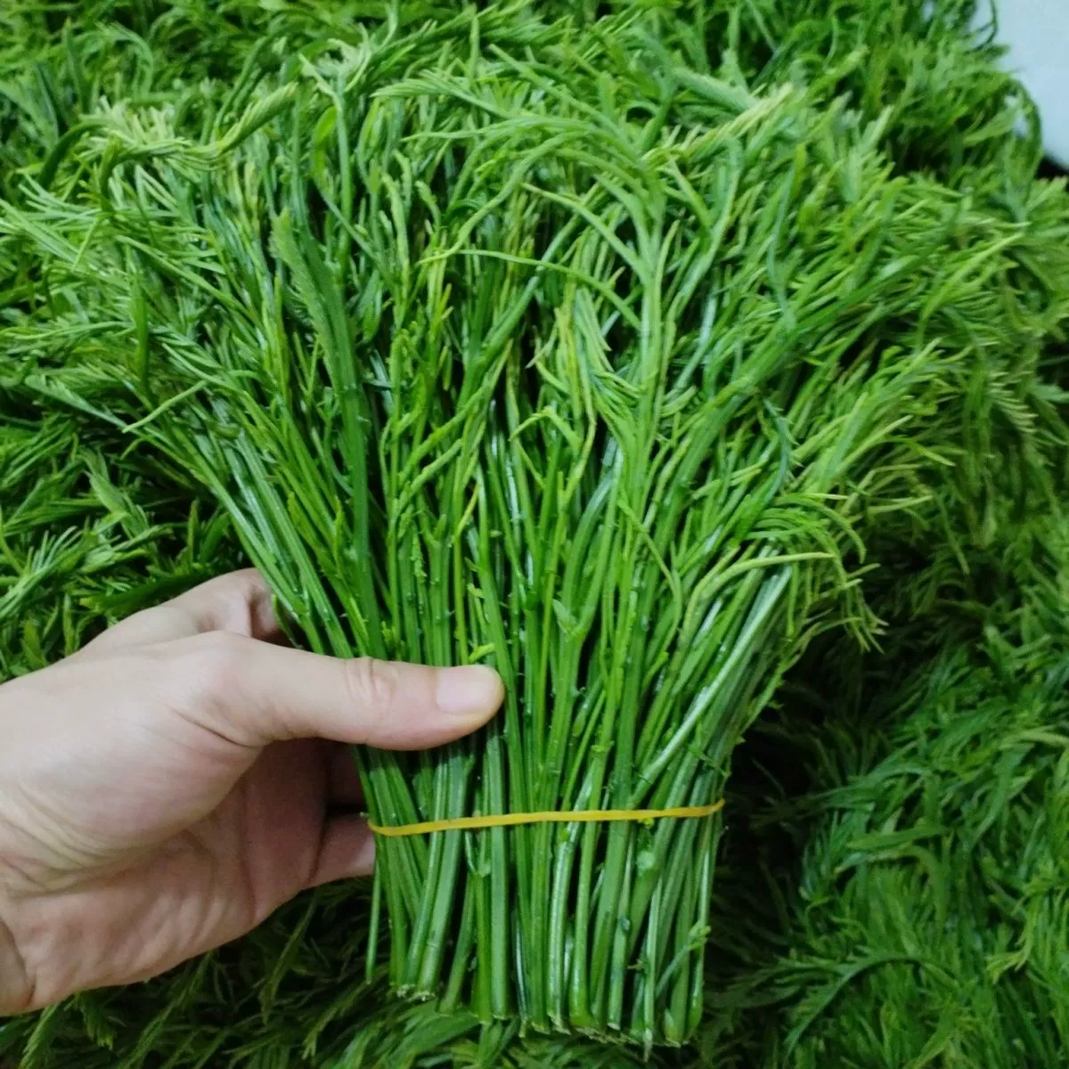 云南德宏新鲜蔬菜帕哈合金欢臭菜傣族绿叶宴帕哈250克泰国生吃 1斤