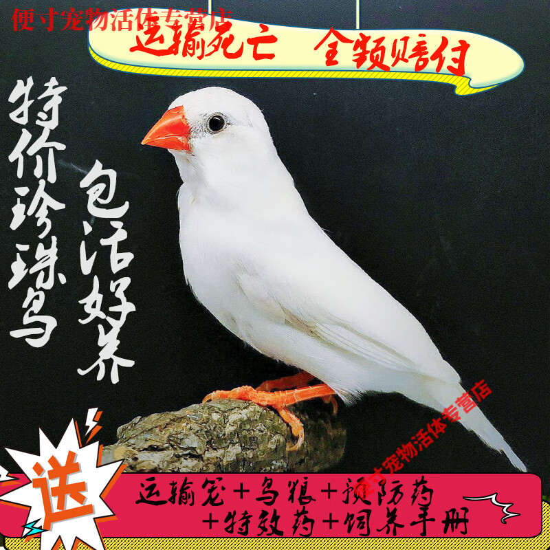 白珍珠鸟活体白文鸟灰文鸟灰珍珠送粮观赏宠物鸟活物手养珍珠一对
