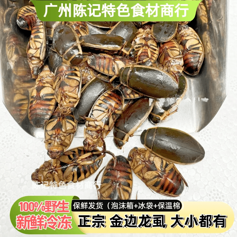 正宗野生小金边龙虱新鲜速冻花肚濑尿龟水蟑螂水龟子水老鳖 半斤装约