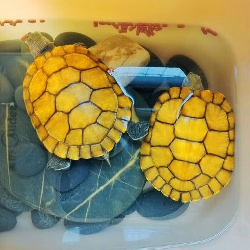 黄金招财龟新手鱼缸鱼混养黄巴西龟客厅深水浅水家养龟皮实好养龟