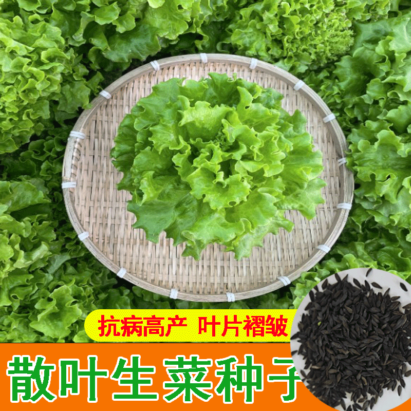 CNUS水果青萝卜种子 沙窝萝卜籽生吃脆甜大萝卜籽春秋四季多种蔬菜籽 散叶生菜种子【50克】