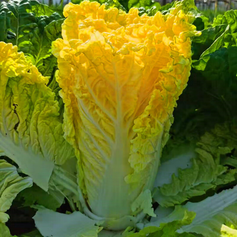 播種心情 家庭種植蔬菜種子孑籽大全四季播種陽臺盆栽農(nóng)家庭院小菜園有機 雞蛋黃白菜種子2包