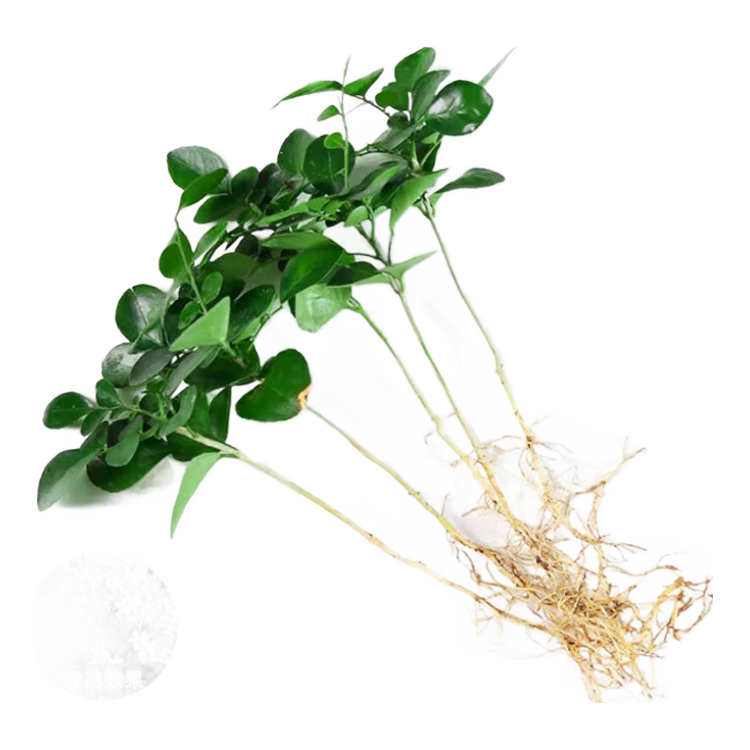 九里香盆栽茉莉花绿植室内驱蚊四季开花带花苞七里香水培盆景植物 【特价】高约16cm九里香苗6株 九里香