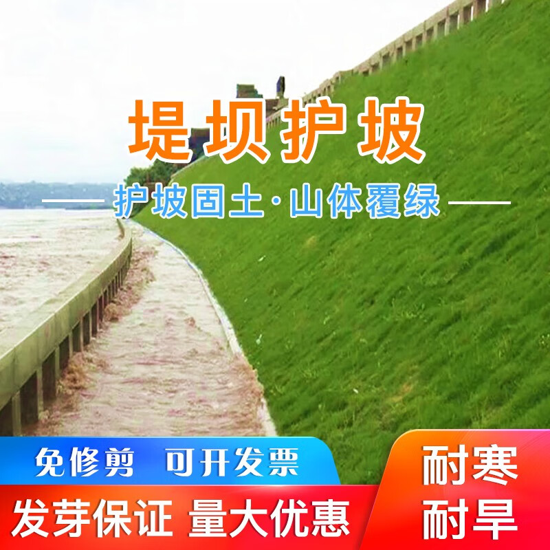 草坪草籽 矮生四季青绿化工程庭院种子别墅耐寒耐旱耐践踏 堤坝护坡