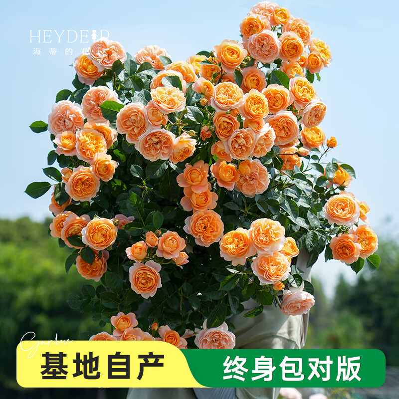 海蒂的花园月季花苗盆栽带花苞果汁阳台小苗爬藤花卉植物源头直发