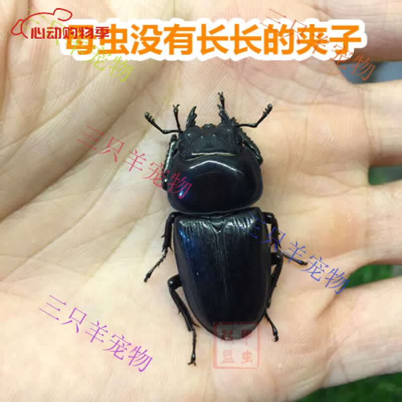 甲 甲虫宠物活体成虫锹形虫昆虫独角仙长戟毛象大兜虫 中华大扁锹母虫