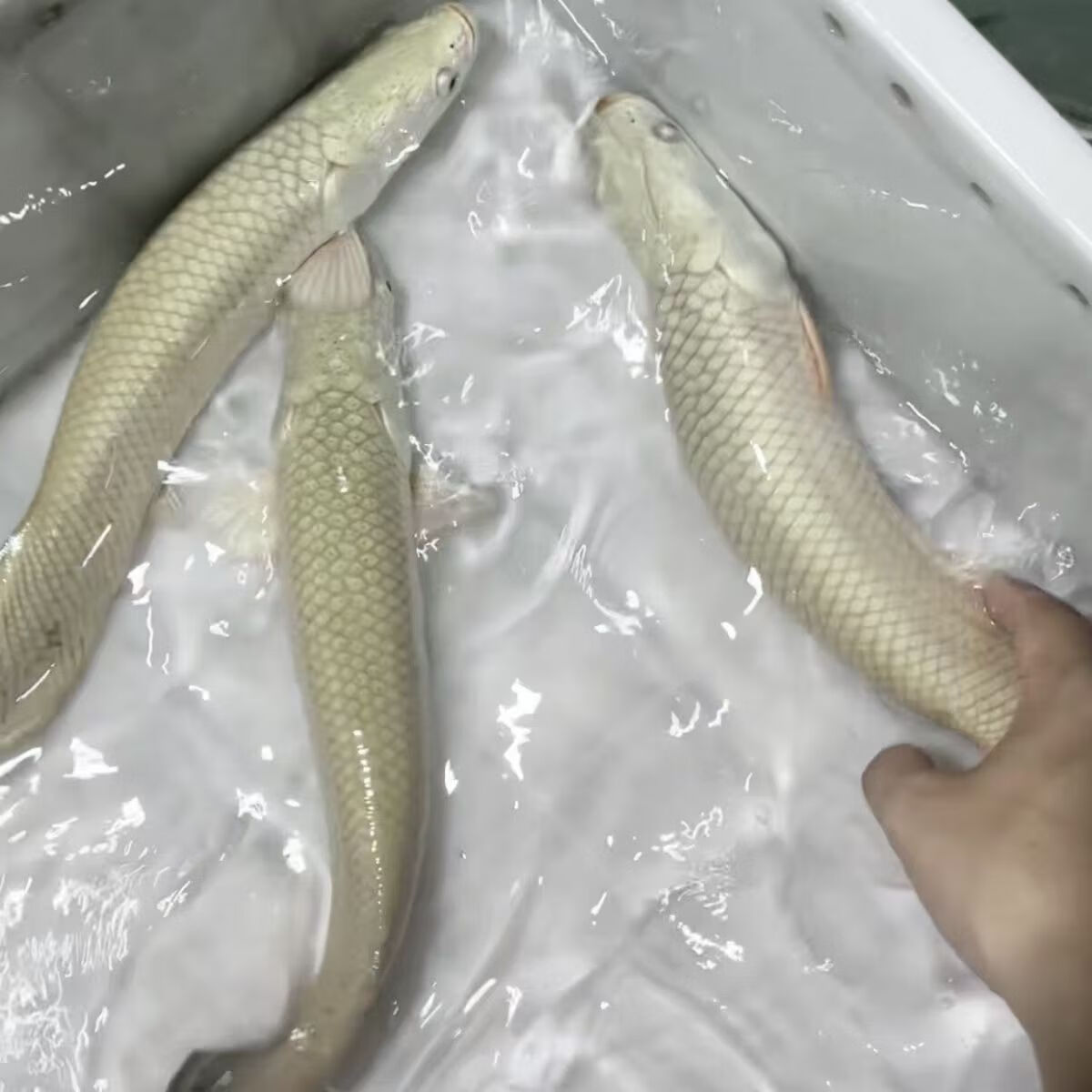 巨骨鱼舌鱼苗红尾巴海象猛鱼养鱼饲养混养活体水族观赏鱼 巨骨蛇鱼16