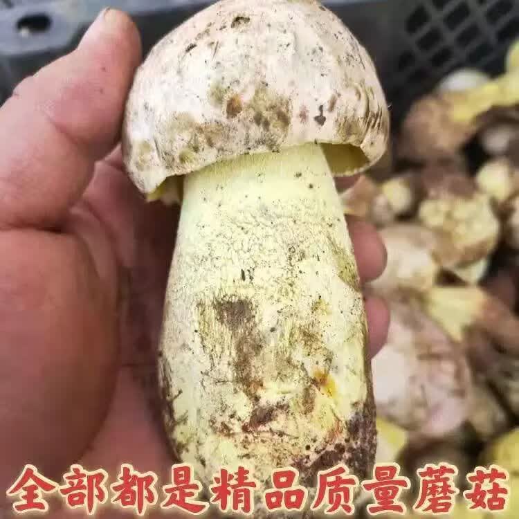 野生菌见手青牛肝菌新鲜现采顺丰空运粉菌白葱云南野生菌蘑菇2026 510g一斤精品质量装