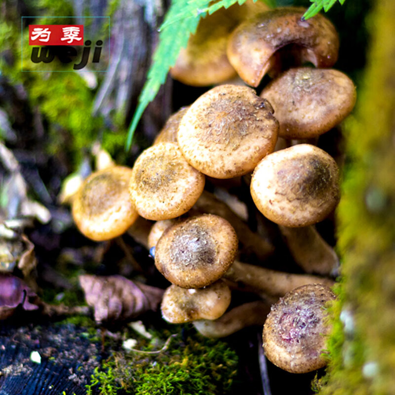 禾澹榛蘑东北蘑菇【丁】500g伊春特产小鸡炖蘑菇精选香菇干货