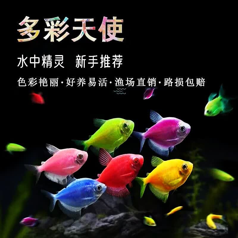 易萌天使鱼活体小型热带鱼观赏鱼耐活鱼淡水鱼观赏鱼群游3-4cm 天使鱼随机27条加送备损3条