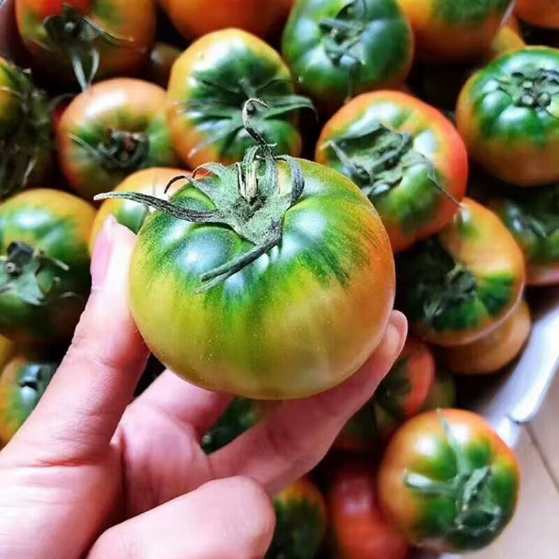 CNUS草莓番茄种子铁皮水果西红柿菜种籽超甜柿子蔬菜种子 草莓铁皮番茄种子【210粒】