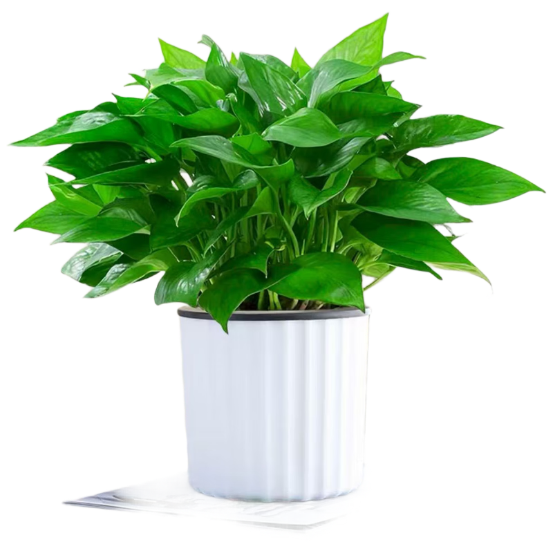 ���ڲ������������������·���ֲ�������� 180#����4��+��ɫ������ˮ�� Դͷֱ�� 40.8Ԫ