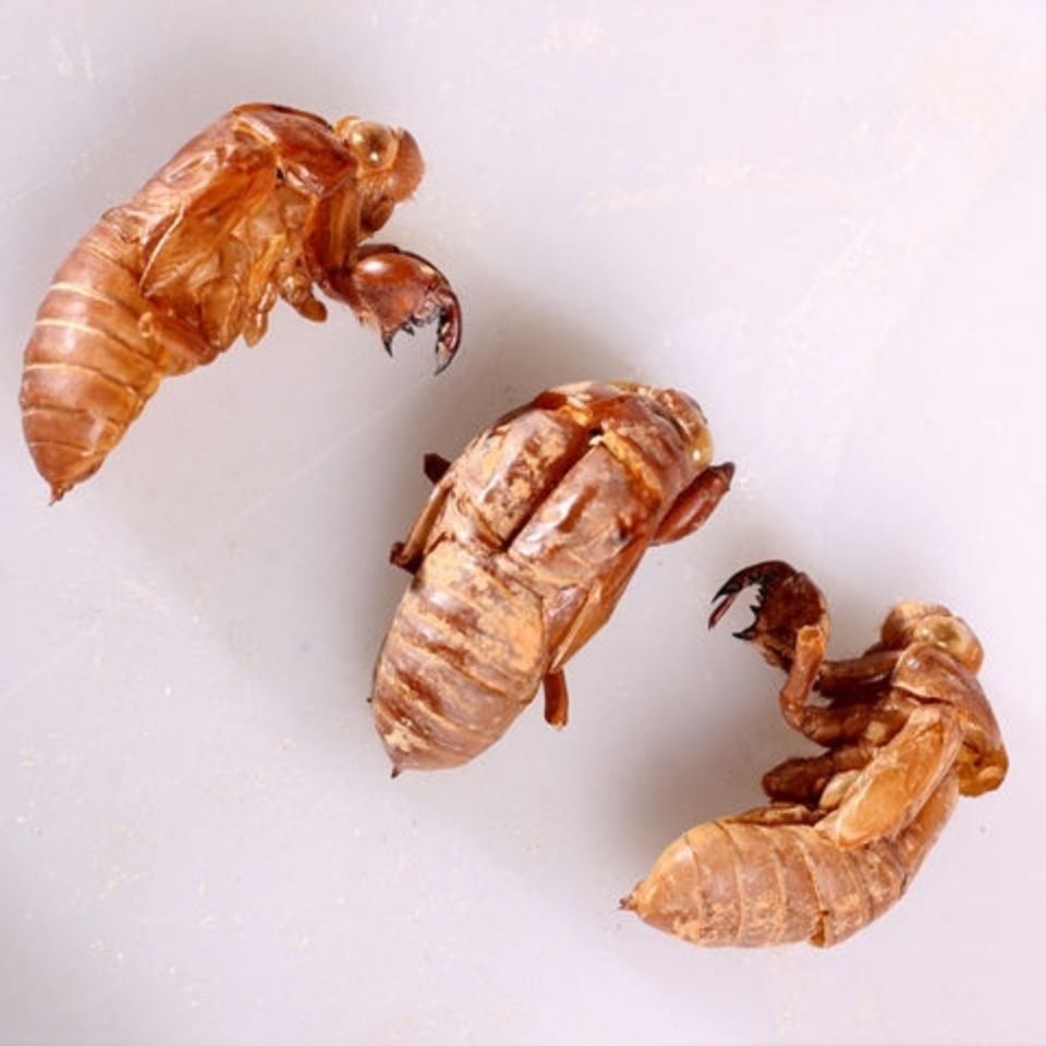 中药材野生蝉蜕蝉脱金蝉衣金蝉壳蝉皮蝉壳蝉衣 知了皮知了壳 100克