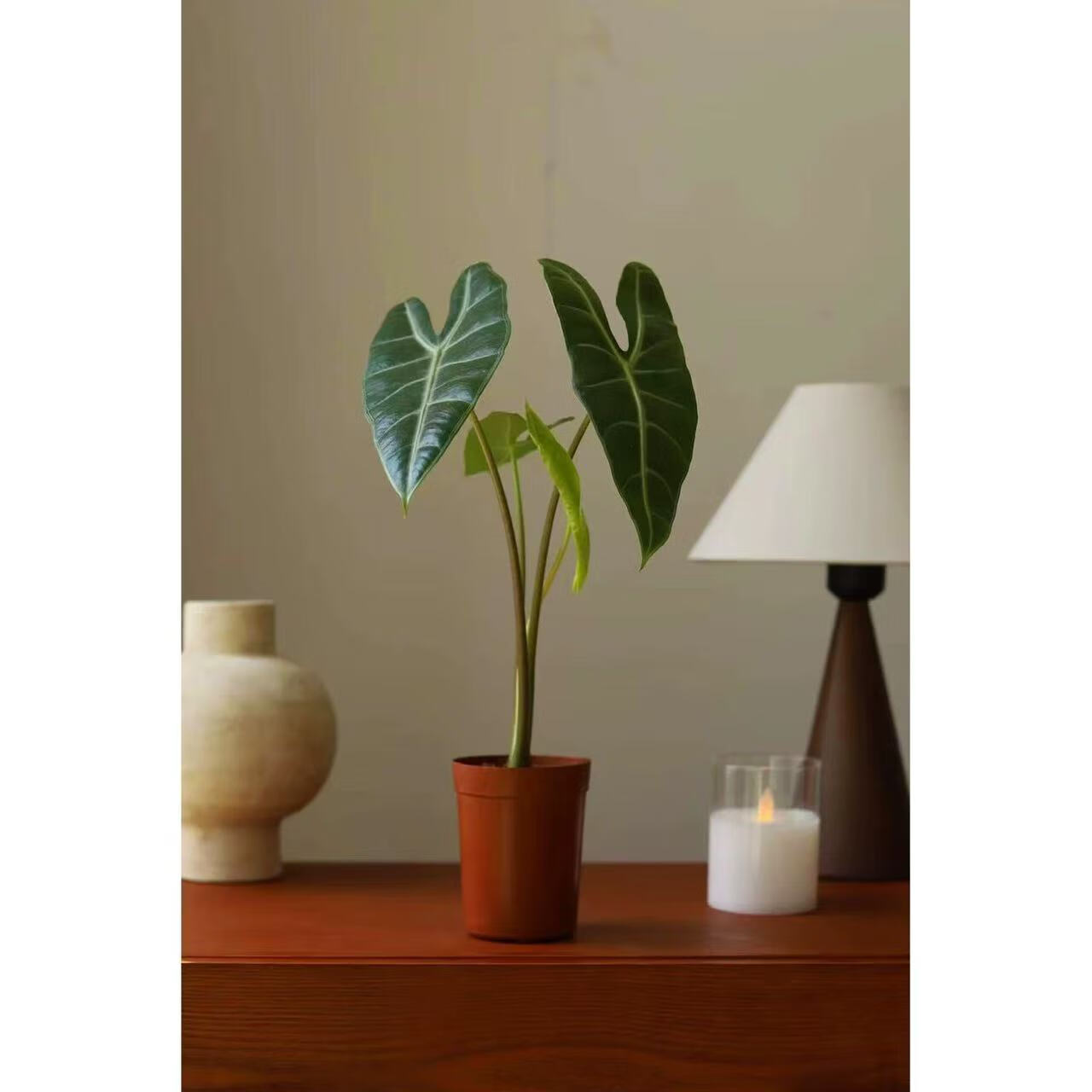 媛卉銀脈箭葉海芋 Alocasia longiloba Miq 室內(nèi)水培斑馬海芋凈化空氣 銀脈箭葉海芋+育苗盆 含盆