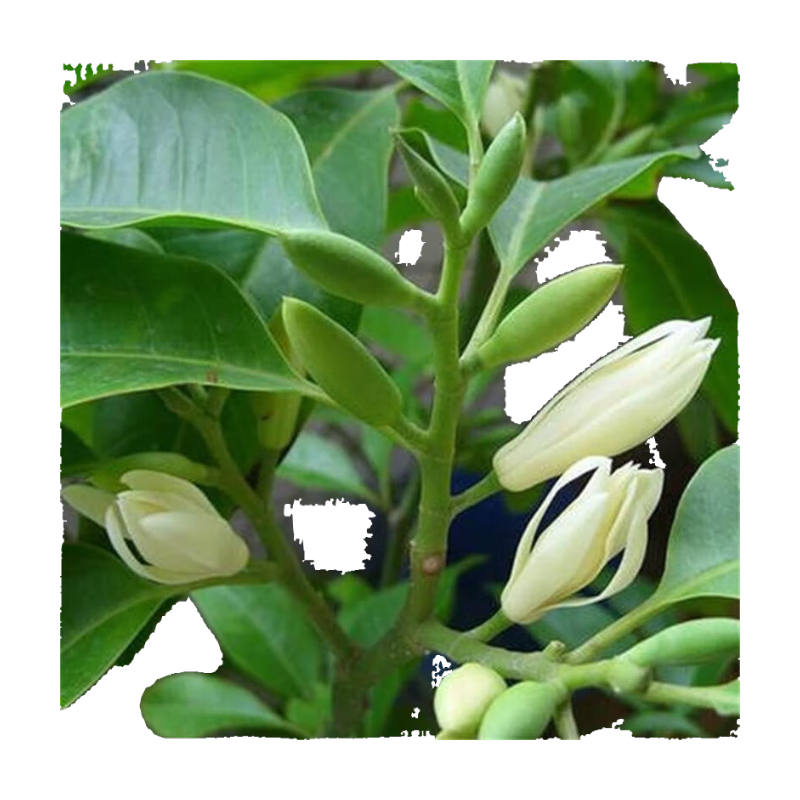 花友白蘭花盆栽花卉植物室內(nèi)花黃角蘭白玉蘭花樹苗老樁 白蘭6年苗直徑2cm 不含盆