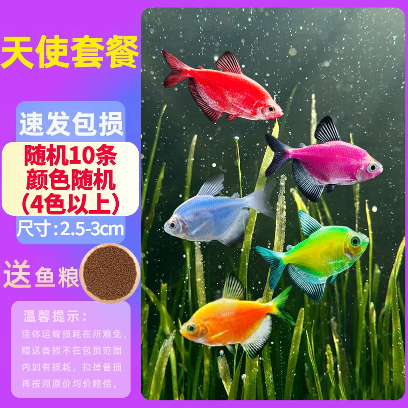 天使鱼大号观赏鱼热带鱼群游七彩红天使紫天使柠檬黄淡水好养耐活 2.5-3cm随机10条【4色以上】