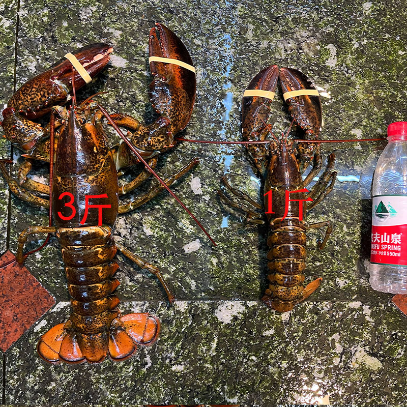 東方海洋（ORIENTAL OCEAN）波士頓龍蝦生凍波斯頓大蝦食用水產(chǎn)速凍海鮮加拿大波龍特賣(mài) 500g
