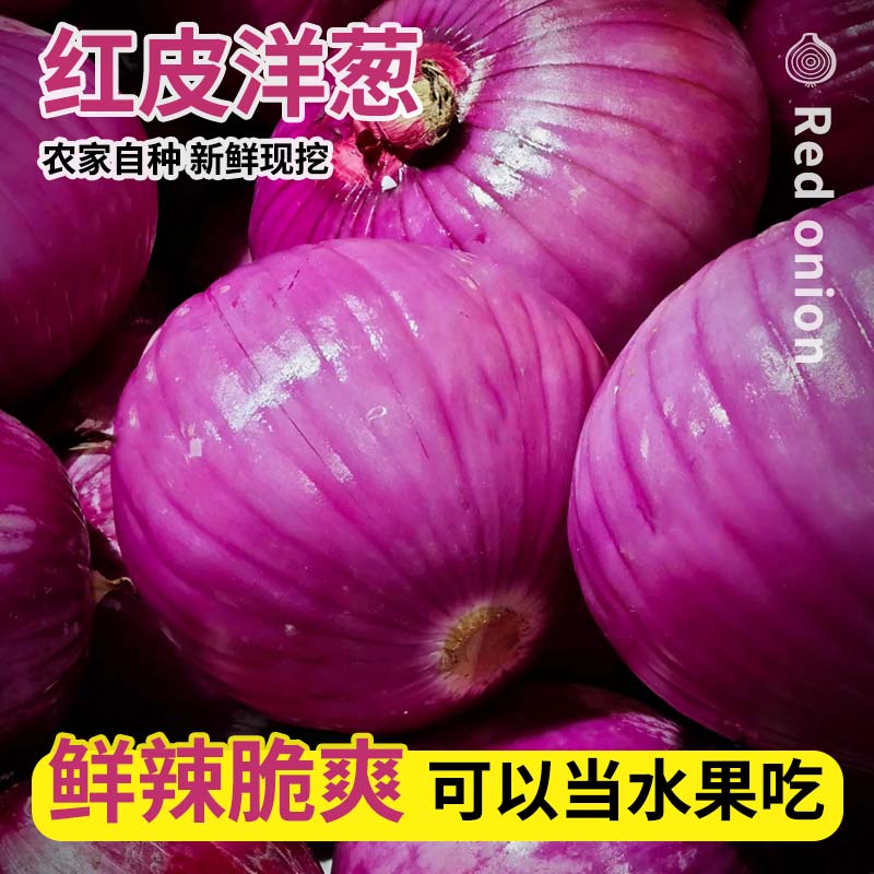 新鲜现挖农家自种新鲜紫皮洋葱单果150g以上 紫皮洋葱4.5斤-5斤