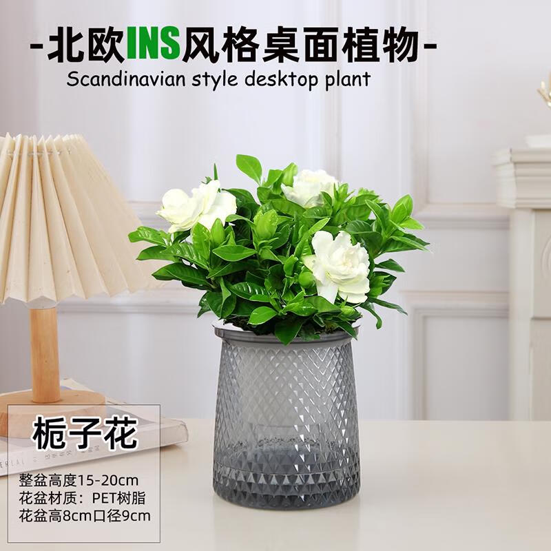 花财主栀子花发财树绿植盆栽花卉办公室内多肉绿萝箩桌面水培好养活植物 繁星盆栀子花+肥料 含盆